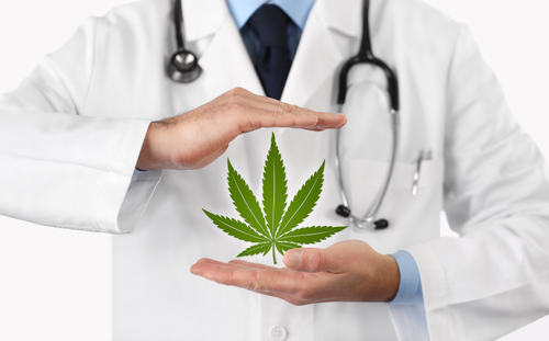 doctor holding marijuana leaf in hands